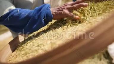 巴厘岛老农场工人，妇女在田间挑选和清洁谷物。 亚洲传统农业<strong>水稻收获</strong>过程。 4K